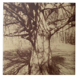Beech Tree (door Eugène Atget) Tegeltje