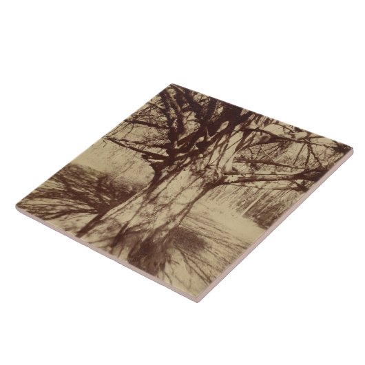 Beech Tree (door Eugène Atget) Tegeltje (Zijkant)