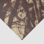 Beech Tree (door Eugène Atget) Tissuepapier (Detail)