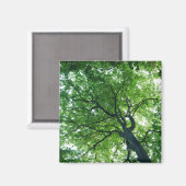 Beech Tree Magnet (Voorkant / Achterkant)