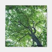 Beech Tree Magnet (Voorkant)