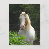 Beedahwas Briefkaart (Voorkant)