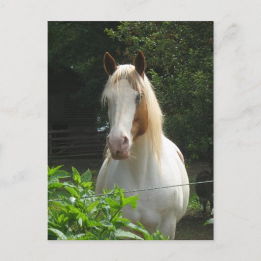 Beedahwas Briefkaart (Voorkant)