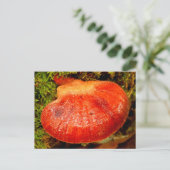 Beefsteak Fungus Briefkaart (Staand voorkant)