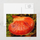 Beefsteak Fungus Briefkaart (Voorkant / Achterkant)
