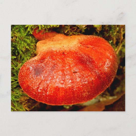 Beefsteak Fungus Briefkaart (Voorkant)