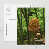Beehive Ginger Tropisch Plant Briefkaart (Voorkant / Achterkant)