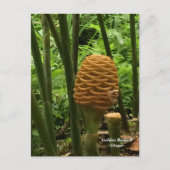 Beehive Ginger Tropisch Plant Briefkaart (Voorkant)