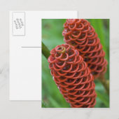 Beehive Ginger, Zingiber spectabile), Briefkaart (Voorkant / Achterkant)