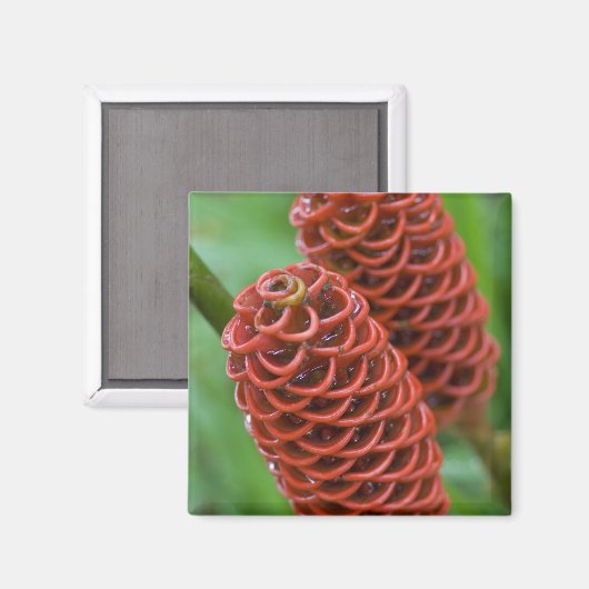 Beehive Ginger, Zingiber spectabile), Magneet (Voorkant / Achterkant)