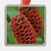 Beehive Ginger, Zingiber spectabile), Metalen Ornament (Voorkant)