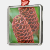 Beehive Ginger, Zingiber spectabile), Metalen Ornament (Links)