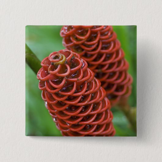 Beehive Ginger, Zingiber spectabile), Vierkante Button 5,1 Cm (Voorkant)