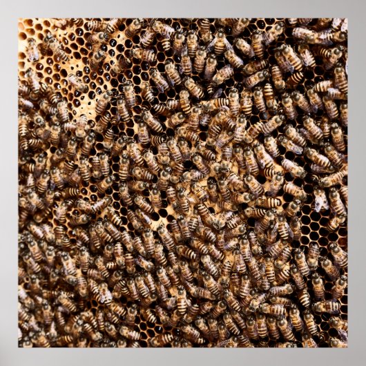 BEEHIVE POSTER (Voorkant)