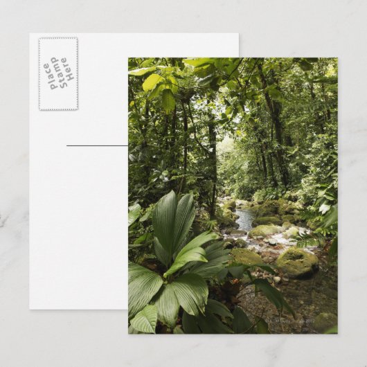 beek in het regenwoud, Dominica Briefkaart (Voorkant / Achterkant)