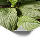 beek in het regenwoud, Dominica Poster (Hoek)