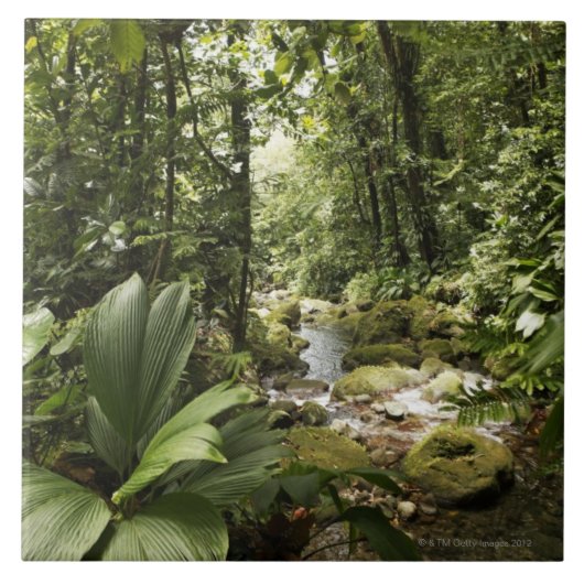 beek in het regenwoud, Dominica Tegeltje (Voorkant)