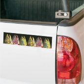 Beekforel, Regenboogforel, Bruine Forel Vissen Bumpersticker (Op Truck)
