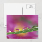 Beeld van aster gevormd in waterdruppels briefkaart (Voorkant / Achterkant)