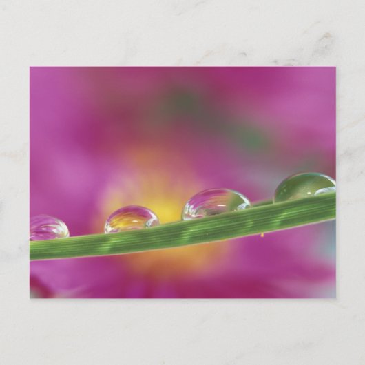 Beeld van aster gevormd in waterdruppels briefkaart (Voorkant)