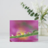 Beeld van aster gevormd in waterdruppels briefkaart (Staand voorkant)