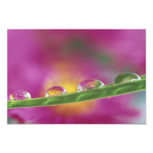 Beeld van asters gevormd in waterdruppels foto afdruk