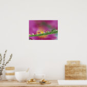 Beeld van asters gevormd in waterdruppels poster (Keuken)