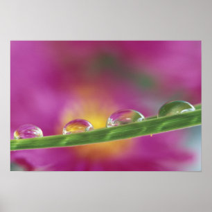 Beeld van asters gevormd in waterdruppels poster