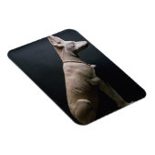 beeld van een hond, mesopotamie, c.5000-1000 BC (l Magneet (Rechterzijde)