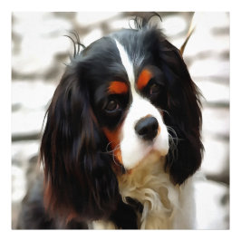 Beeltenis: A King Charles Cavalier Spaniel Foto Afdruk