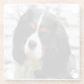 Beeltenis: A King Charles Cavalier Spaniel Glazen Onderzetter (Achterkant)