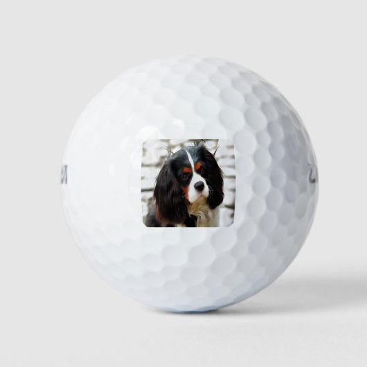 Beeltenis: A King Charles Cavalier Spaniel Golfballen (Voorkant)