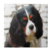 Beeltenis: A King Charles Cavalier Spaniel Tegeltje (Voorkant)
