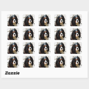 Beeltenis: A King Charles Cavalier Spaniel Vierkante Sticker