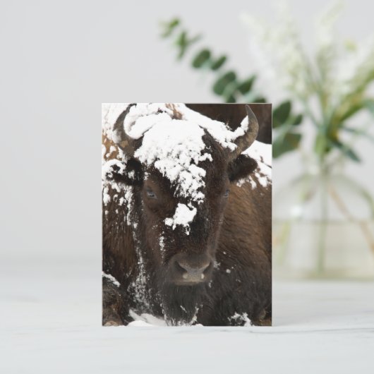 Beeltenis: Bison Covered in Snow Feestdagenkaart (Staand voorkant)
