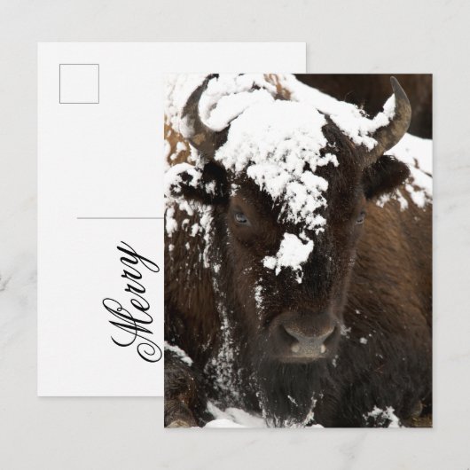 Beeltenis: Bison Covered in Snow Feestdagenkaart (Voorkant / Achterkant)