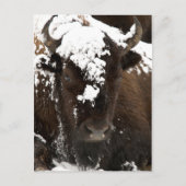 Beeltenis: Bison Covered in Snow Feestdagenkaart (Voorkant)
