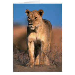Beeltenis: Lioness (Panthera Leo)