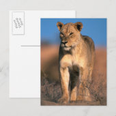 Beeltenis: Lioness (Panthera Leo) Briefkaart (Voorkant / Achterkant)