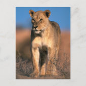 Beeltenis: Lioness (Panthera Leo) Briefkaart (Voorkant)