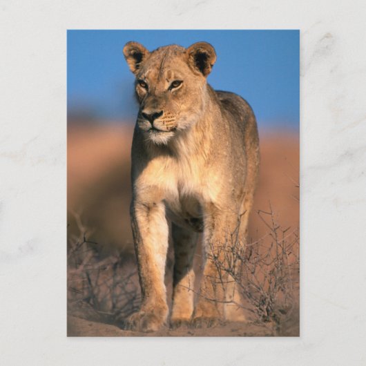 Beeltenis: Lioness (Panthera Leo) Briefkaart (Voorkant)