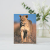 Beeltenis: Lioness (Panthera Leo) Briefkaart (Staand voorkant)