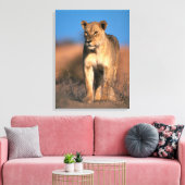 Beeltenis: Lioness (Panthera Leo) Canvas Afdruk (Insitu (Woonkamer))