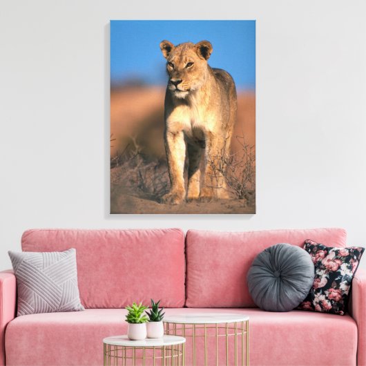 Beeltenis: Lioness (Panthera Leo) Canvas Afdruk (Insitu (Woonkamer))