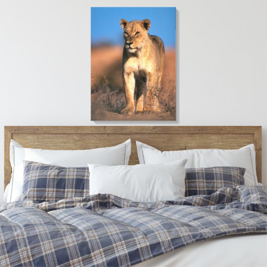 Beeltenis: Lioness (Panthera Leo) Canvas Afdruk (Insitu (Slaapkamer))