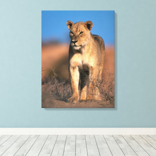 Beeltenis: Lioness (Panthera Leo) Canvas Afdruk (Insitu (Houten vloer))