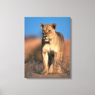 Beeltenis: Lioness (Panthera Leo) Canvas Afdruk