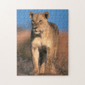 Beeltenis: Lioness (Panthera Leo) Legpuzzel (Verticaal)