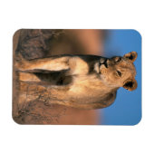 Beeltenis: Lioness (Panthera Leo) Magneet (Horizontaal)