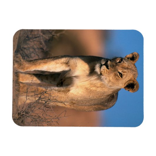 Beeltenis: Lioness (Panthera Leo) Magneet (Horizontaal)